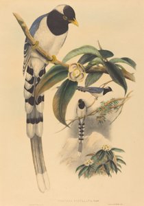 Urocissa cucullata, luultavasti 18501883. Tekijät: John Gould, Henry Constantine Richter.