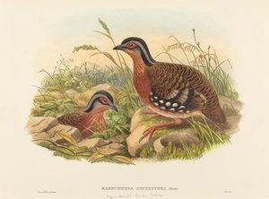 Rufous-rintainen Bambu Partridge Bambusicola Hyperythra. Tekijät: John Gould, William Matthew Hart. tekijältä John Gould, William Matthew Hart