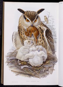Suuri pöllö ja poikaset, "Euroopan linnuista", julkaistu 1832-37 tekijältä John Gould