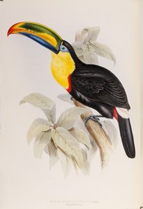 Monografia Ramphastidae-heimosta eli tukaanien perheestä, ensimmäinen painos, julkaistu 1834 tekijältä John Gould