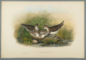 Actitis Hypoleucos - Summer Snipe (värillinen lito kudospaperilla) tekijältä John Gould