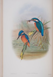 Alcedo Ispida, levy John Gouldin The Birds of Great Britain -julkaisusta, julkaistu 1862-73 (käsinvärinen lito) tekijältä John Gould