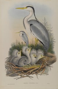 Ardea Cinerea - Heron tekijältä John Gould