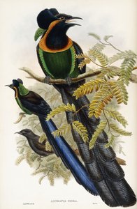 Astrapian artefakti tekijältä John Gould