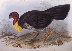 Australian sivellinkalkkuna (Alectura lathami), kaiverrus John Gould tekijältä John Gould