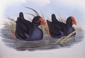 Australian suo (Porphyrio melanotus), kaiverrus John Gould tekijältä John Gould