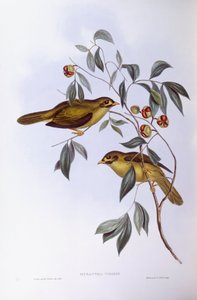 Bell Miner (Manorina melanophrys), kaiverrus John Gould tekijältä John Gould