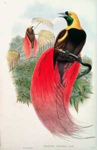 Paratiisin lintu, kaiverrus T. Walter tekijältä John Gould