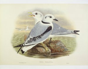 Mustajalkainen kittiwake (Rissa tridactyla), kaiverrus John Gould, William Hart, H C Richte tekijältä John Gould