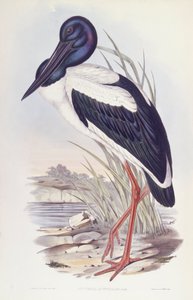 Mustakaulahaikara (Ephippiorhynchus asiaticus), kaiverrus John Gould tekijältä John Gould