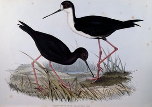 Black Stilt (Himantopus novaezelandiae), kaiverrus Birds of Australiasta tekijältä John Gould