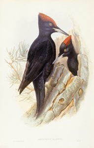 Musta tikka (Dryocopus martius), kaiverrus John Gould tekijältä John Gould
