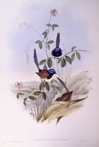 Sinirintainen keijuhukka (Malurus pulcherrimus), kaiverrus John Gould tekijältä John Gould