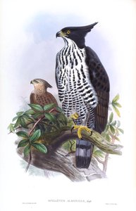 Blythin Hawk-Eagle Nisaetus alboniger (Gmelin) tekijältä John Gould