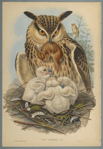 Bubo Maximus: Pöllö (värillinen lito kudospaperilla) tekijältä John Gould