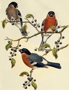 Härkä (Pyrrhula pyrrhula), kaiverrus John Gould (1804-1881). Yhdistynyt kuningaskunta tekijältä John Gould
