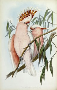 Cockatoo Leadbeateri, 1848-1869
