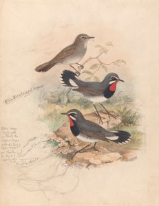 Calliope Tschebaiewi, Prjev. tekijältä John Gould