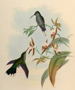 Campylopterus latipennis = Campylopterus largipennis tekijältä John Gould