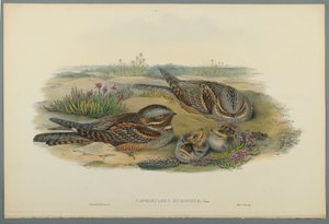 Caprimulgus Europaeus (värillinen lito kudospaperilla) tekijältä John Gould