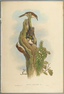 Certhia Familiaris - Tree Creeper (värillinen lito kudospaperilla) tekijältä John Gould