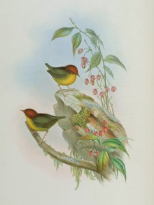 Cettia kastanja tekijältä John Gould