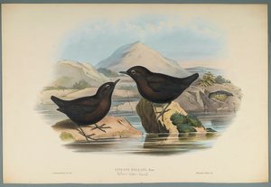 Cinclus Pallasi: Pallas Water Ouzel (värillinen lito kudospaperilla) tekijältä John Gould