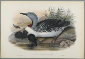 Colymbus Septentrionalis: Red Throated Diver (värinen lito kudottu paperilla) tekijältä John Gould