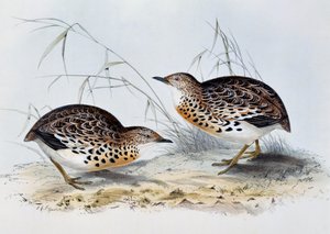 Common Buttonquail (Turnix sylvatica), kaiverrus Euroopan linnuista, John Gould (1804-1881) tekijältä John Gould