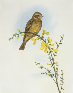 Maissisirkku (Miliaria o Emberiza calandra), kaiverrus John Gould tekijältä John Gould