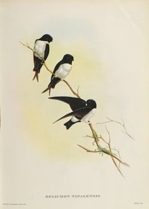Delichon nipalensis, mula sa 