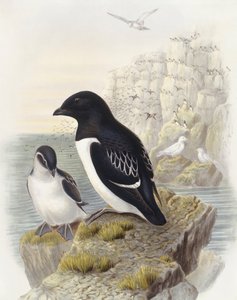 Dovekie (Alle alle), kaiverrus John Gould tekijältä John Gould