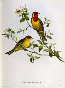 Euspiza Luteola, 1800-luku tekijältä John Gould