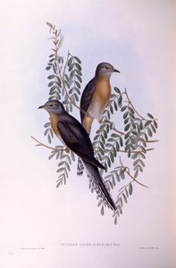 Viuhkakäki (Cacomantis flabelliformis), kaiverrus John Gould tekijältä John Gould