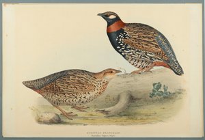 Francolinus Vulgaris (briss): eurooppalainen frankoliini (värillinen lito kudottupaperilla) tekijältä John Gould