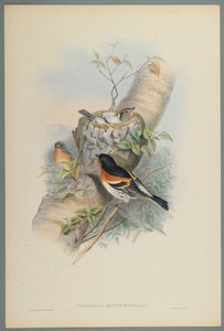 Fringilla Montifringilla - Bramblefinsh (värillinen lito kudospaperilla) tekijältä John Gould