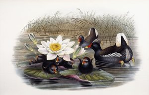 Gallinula Chloropus tekijältä John Gould