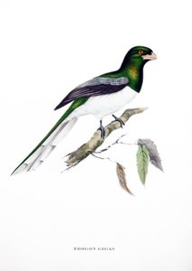 Jättiläinen Trogon, lintu Intiasta, kaiverrus John Gouldin (1804-1881) kirjasta "Trooppiset linnut" tekijältä John Gould