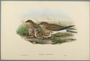 Glareola Pratincola - Common Pratincole (värinen lito kudottupaperilla) tekijältä John Gould