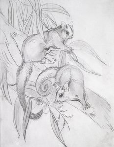 Liukuvat possumit (lyijykynä) tekijältä John Gould