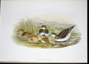 Kiiltävä Ibis (Falcinellus Igneus) (käsinvärinen lito) tekijältä John Gould
