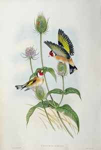 Kultasipsikko (Carduelis Elegans) (käsinvärinen litho)