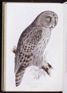 Great Cinereous Owl, "The Birds of Great Britain", julkaistu Lontoossa, 1862-73 tekijältä John Gould