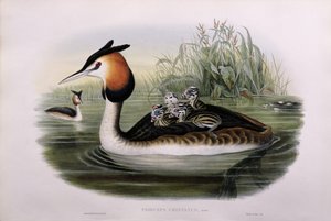 Harikurkku (Podiceps Cristatus) (käsinvärinen lito)