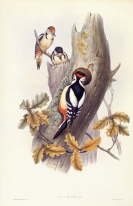 Isotikka (Dendrocopos major), kaiverrus John Gould tekijältä John Gould