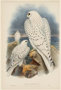 Grönlanninhaukka tekijältä John Gould