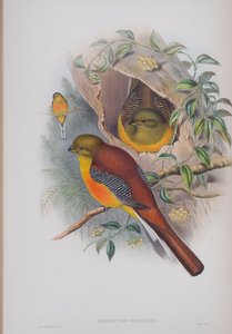 Harpactes Oreskios, lautanen John Gouldin teoksesta The Birds of Great Britain, julkaistu 1862-73 (käsinvärinen lito) tekijältä John Gould