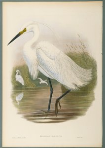 Herodias Garzetta - Little Egret (värillinen lito kudospaperilla) tekijältä John Gould