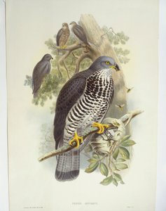 Hunajahiirihaukka (Pernis apivorus), kuva tekijältä John Gould