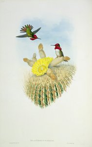 Hummingbird, kaiverrettu Walter ja Cohen tekijältä John Gould